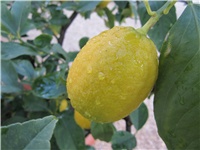 90148258-limuni 005.JPG